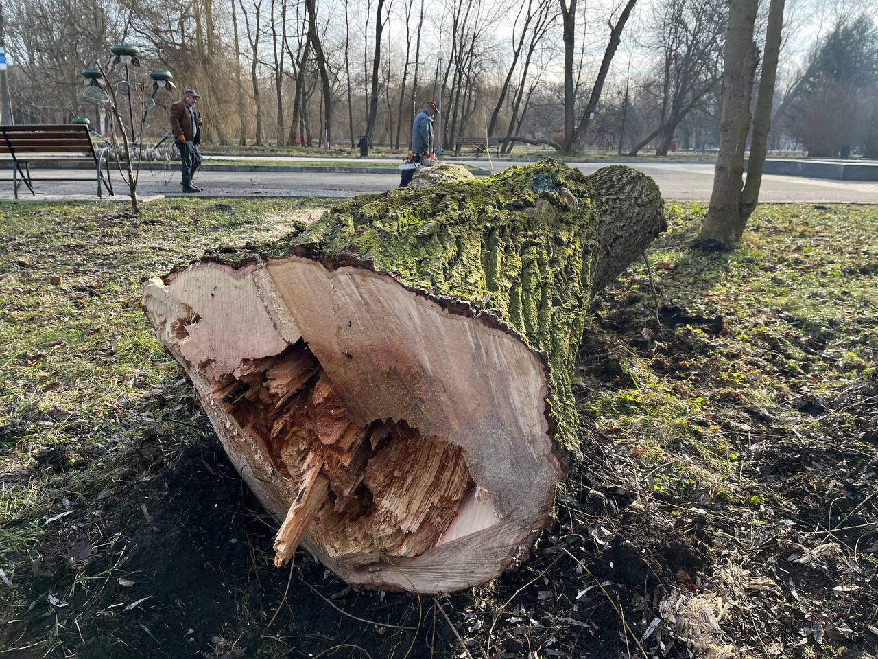 Новини Тернополя - фото з У парку «Сопільче» зрізають аварійні дерева