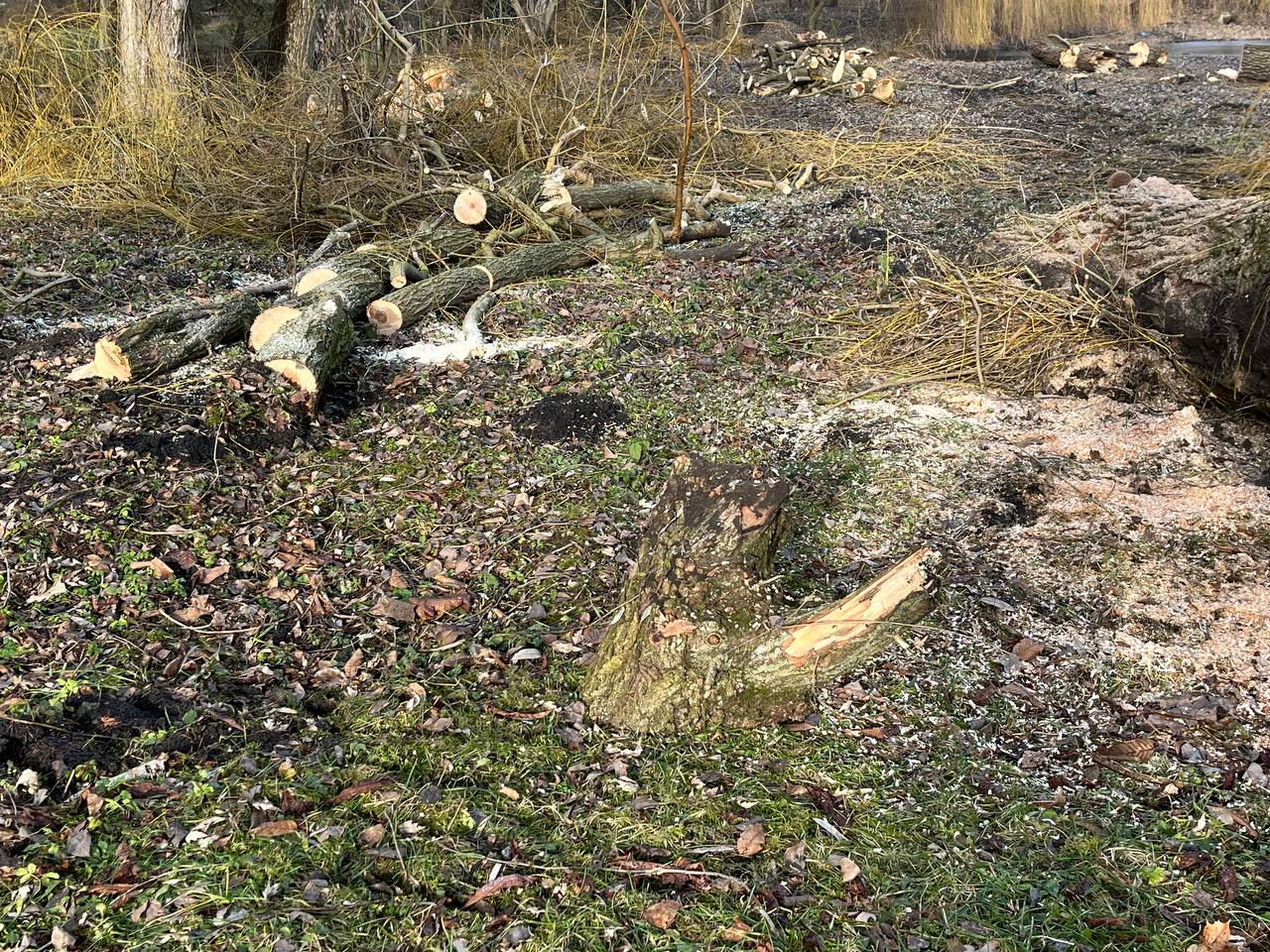 Новини Тернополя - фото з У парку «Сопільче» зрізають аварійні дерева