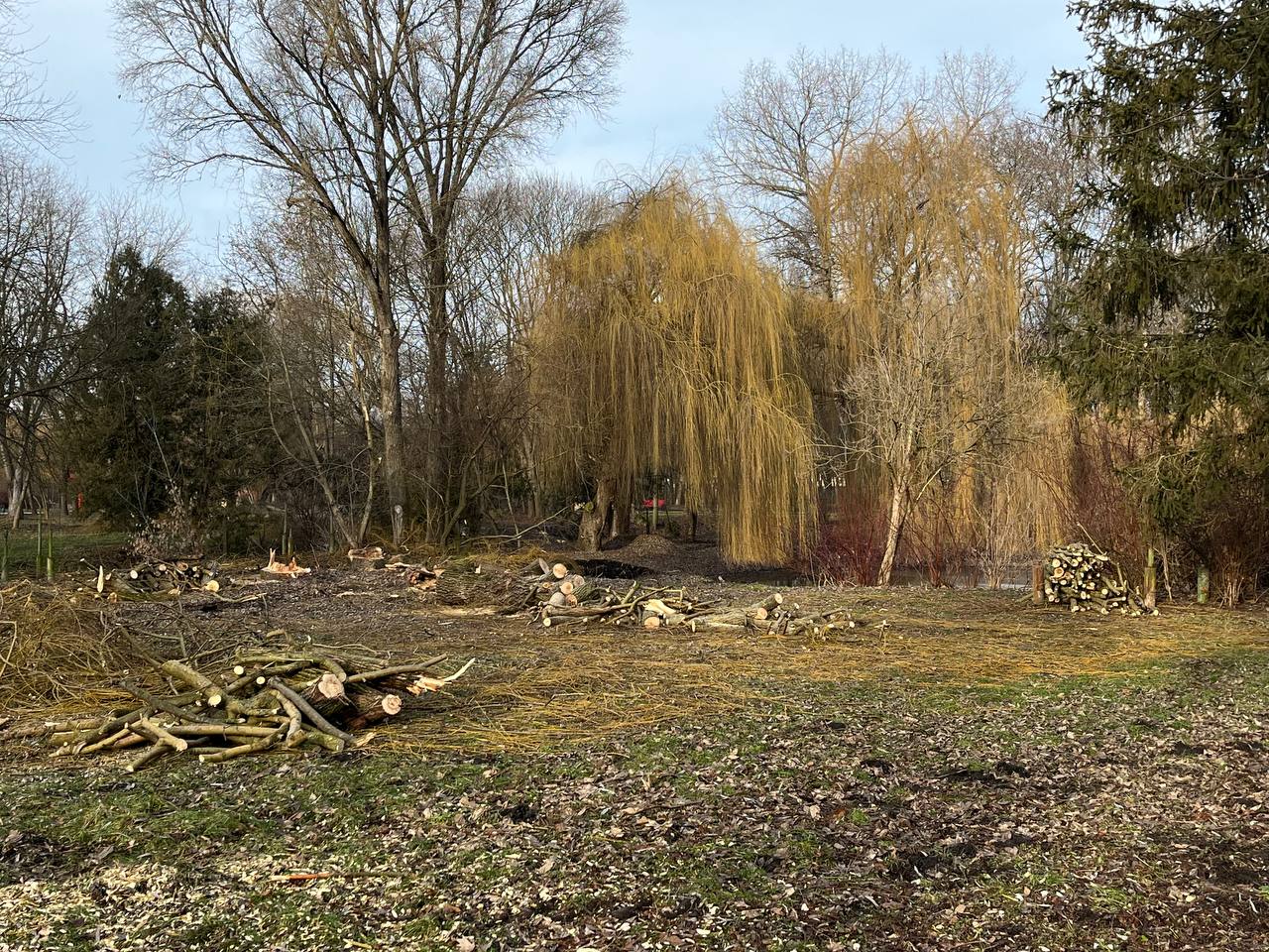 Новини Тернополя - фото з У парку «Сопільче» зрізають аварійні дерева