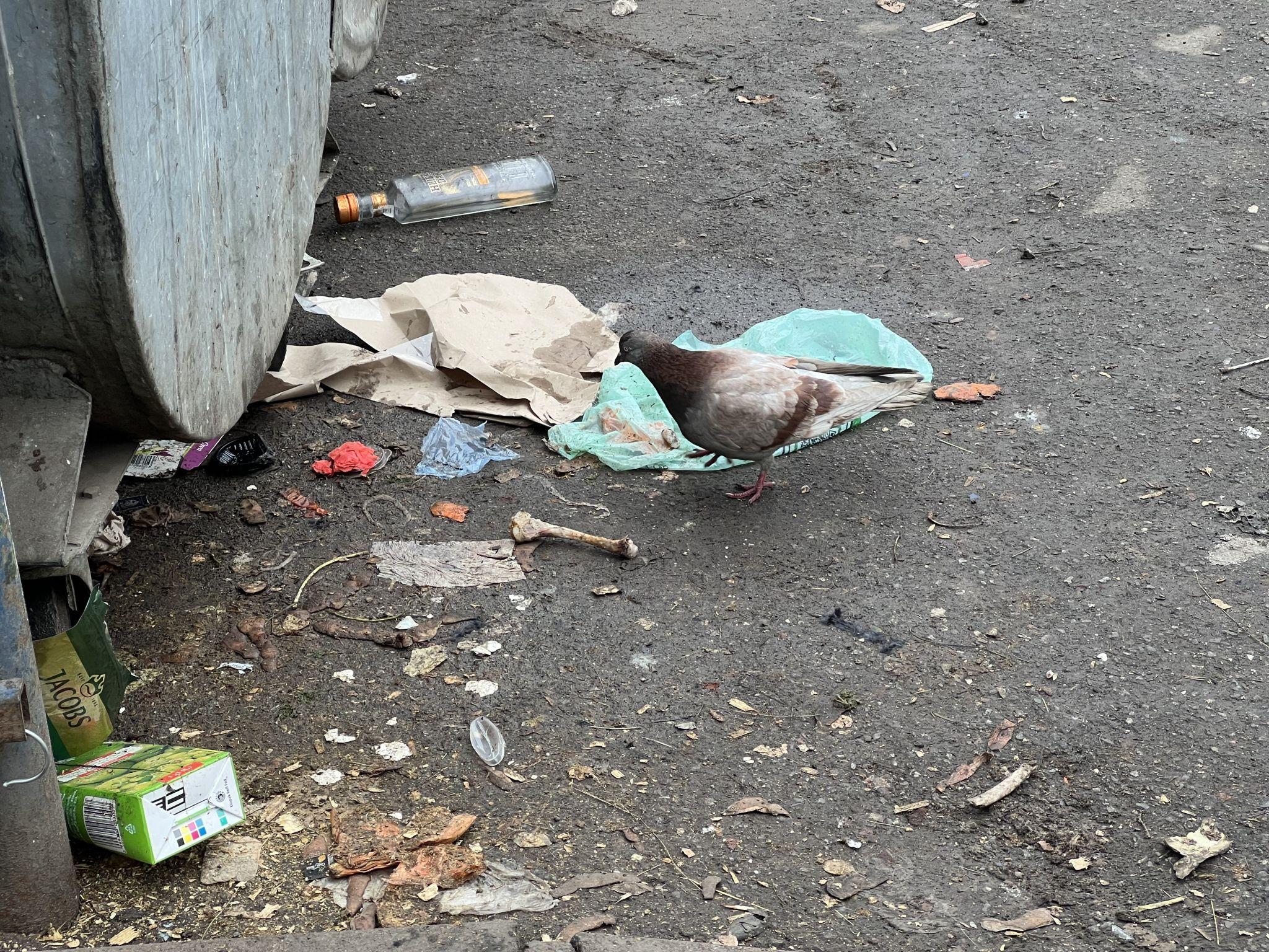 Новини Вінниці - фото з Розплідник тарганів і щурів: мешканці вимагають перенести сміттєзвалище в Тяжилові