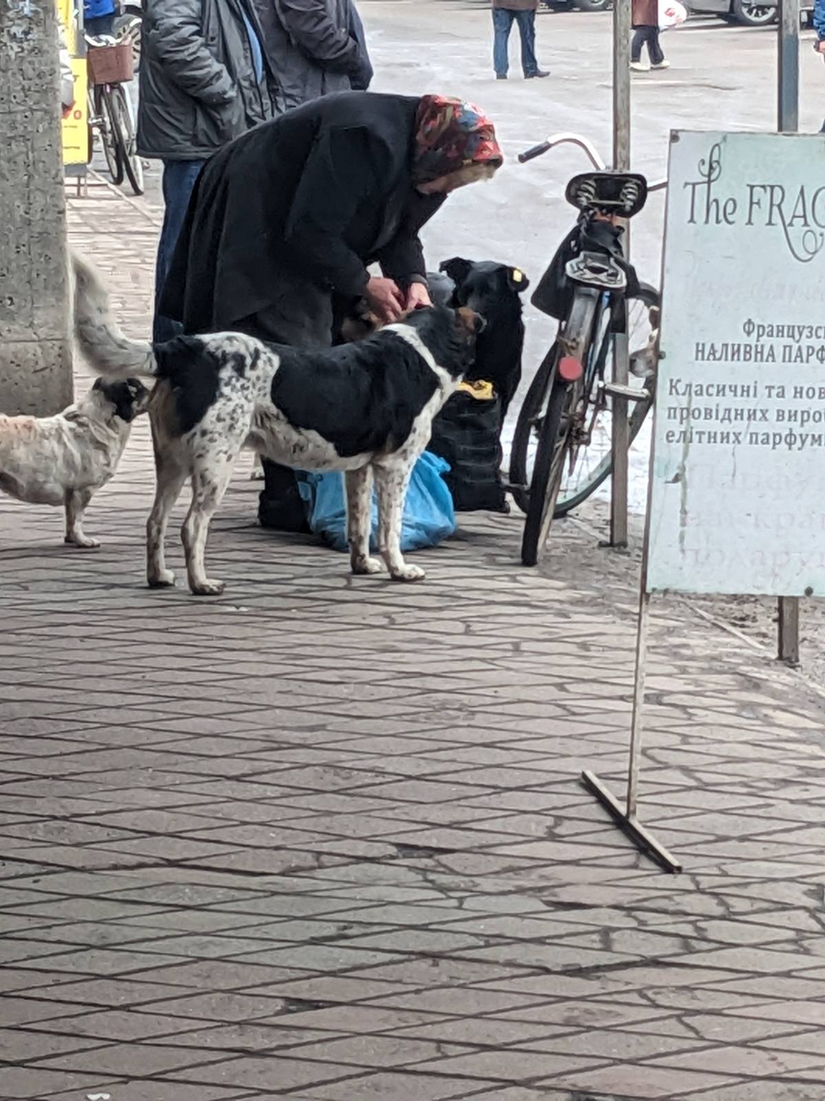 Новини Козятина - фото з «Собака прокусила вену, вся рука опухла»