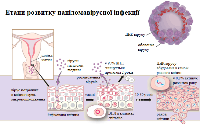 Цей підступний папіломавірус