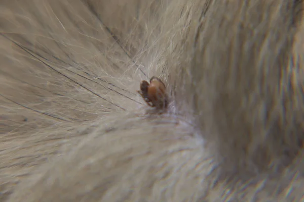 Новини Козятина - фото з Ще не було такого, щоб у січні атакували кліщі