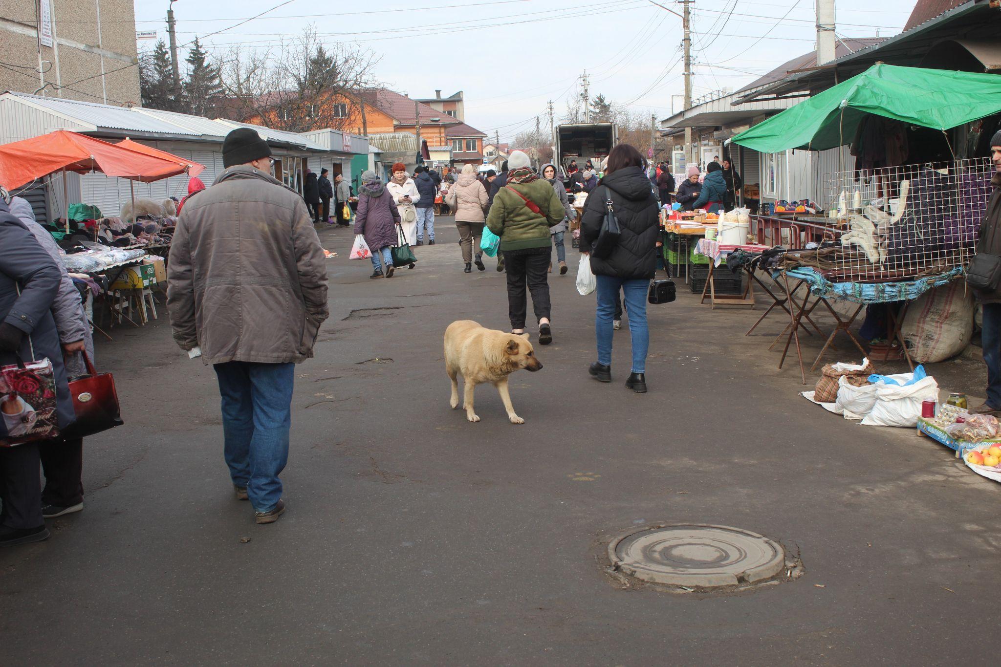 Новини Козятина - фото з Демонтована ялинка, трохи про собак, сміття, освітлення і дороги