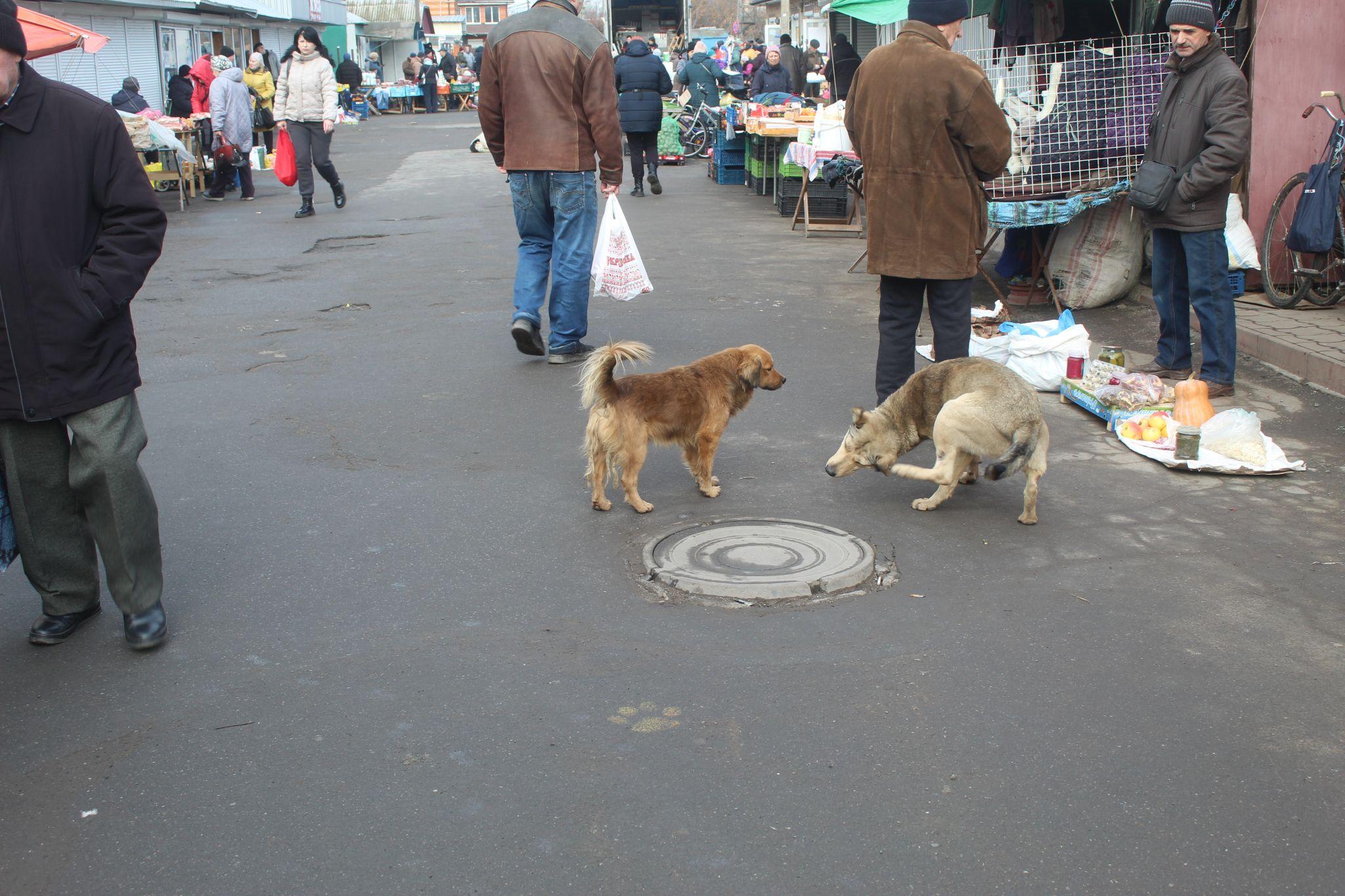 Новини Козятина - фото з Демонтована ялинка, трохи про собак, сміття, освітлення і дороги