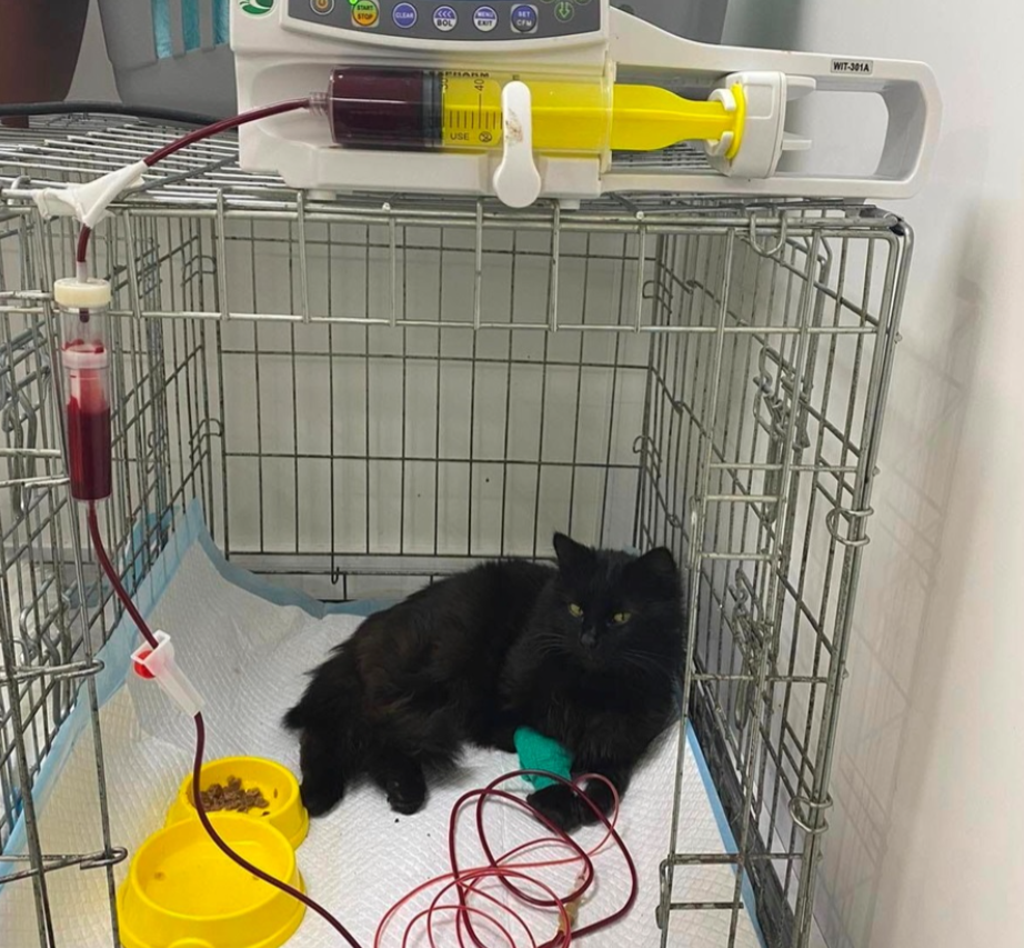 Новини Вінниці - фото з «Забери собаку, бо викинемо її на вулицю»: як держслужбовиця рятує бездомних тварин