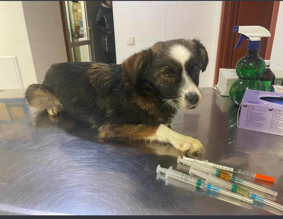 Новини Вінниці - фото з «Забери собаку, бо викинемо її на вулицю»: як держслужбовиця рятує бездомних тварин