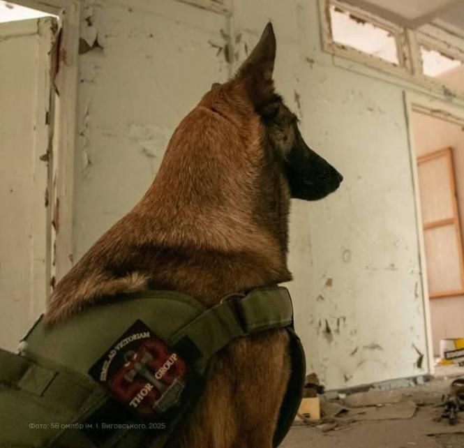 Новини Вінниці - фото з Чотирилапий розвідник: як собака допомагає українським військовим