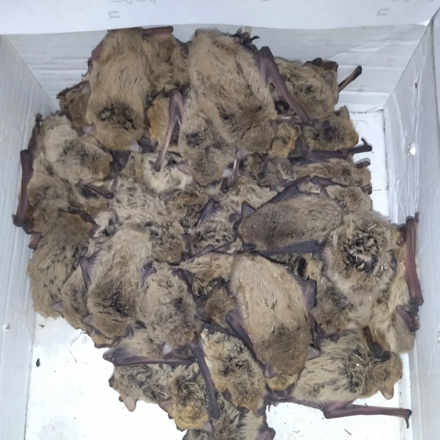 Новини Тернополя - фото з Зграю кажанів знайшли у будівлі копичинецького ліцею: їх підгодовуватимуть до весни На зображенні може бути: кажан