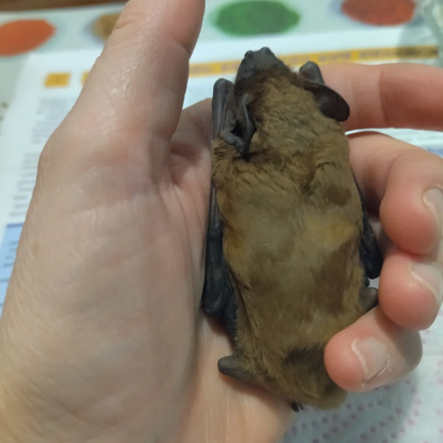 Новини Тернополя - фото з Зграю кажанів знайшли у будівлі копичинецького ліцею: їх підгодовуватимуть до весни Немає опису світлини.