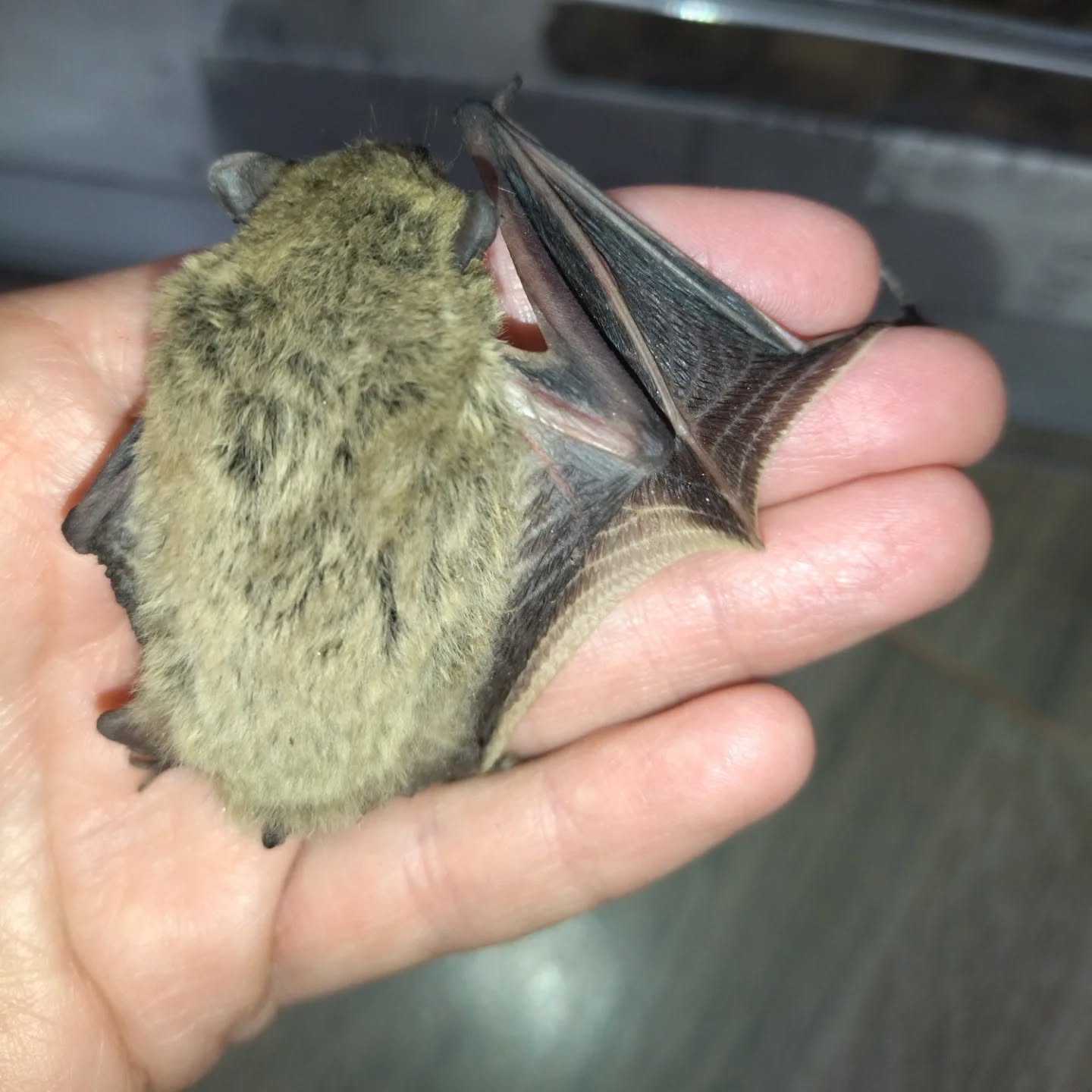 Новини Тернополя - фото з Зграю кажанів знайшли у будівлі копичинецького ліцею: їх підгодовуватимуть до весни На зображенні може бути: кажан