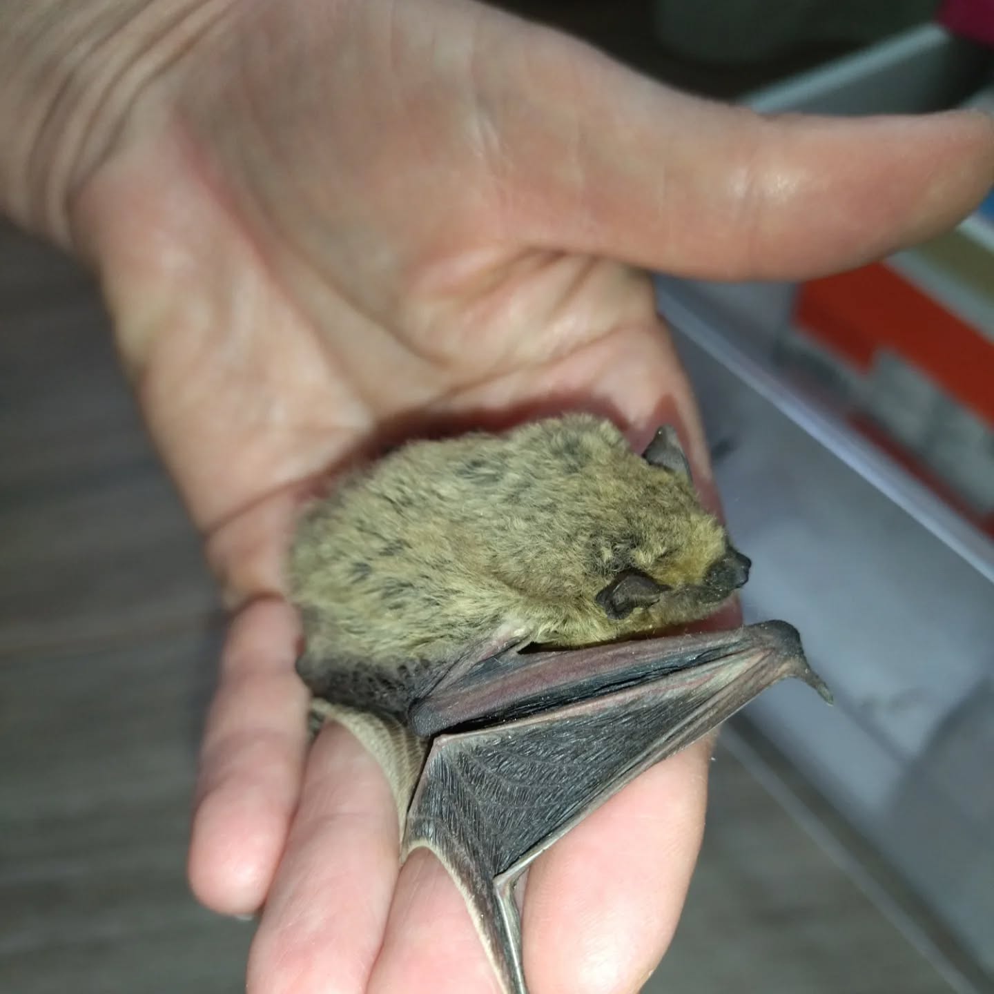 Новини Тернополя - фото з Зграю кажанів знайшли у будівлі копичинецького ліцею: їх підгодовуватимуть до весни На зображенні може бути: кажан