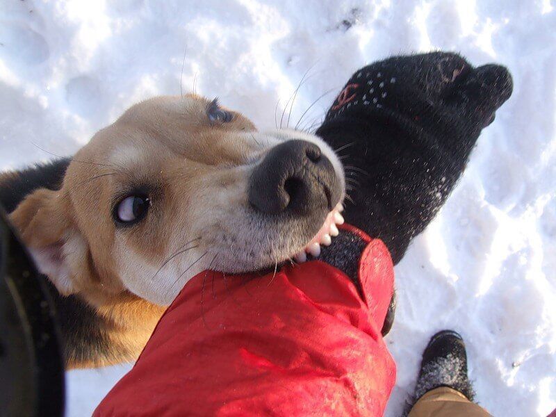 Новини Вінниці - фото з «Такого ще не було — за день до трьох укусів дітей тваринами», — розповідають вінницькі медики