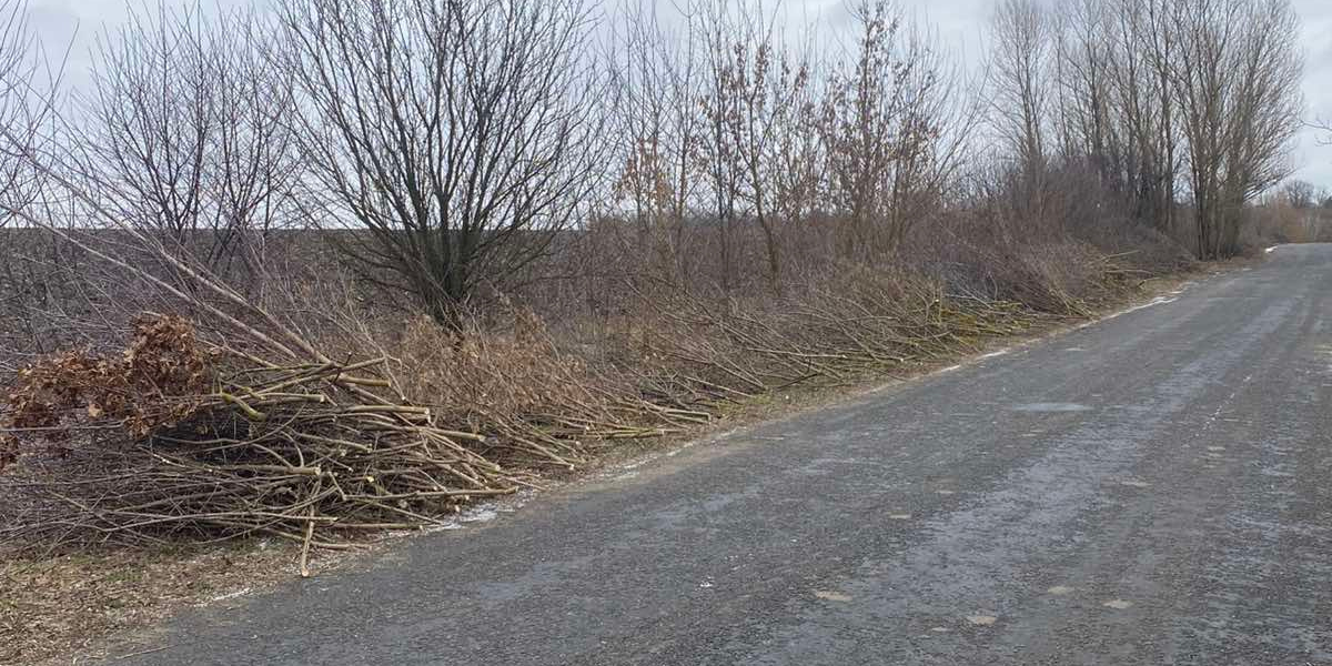 Новини Хмельницького - фото з На Хмельниччині невідомі незаконно вирубували дерева