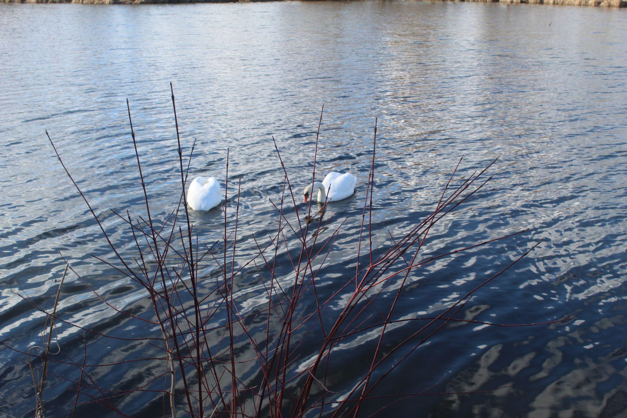 Новини Козятина - фото з Повернення переляканого лебедя