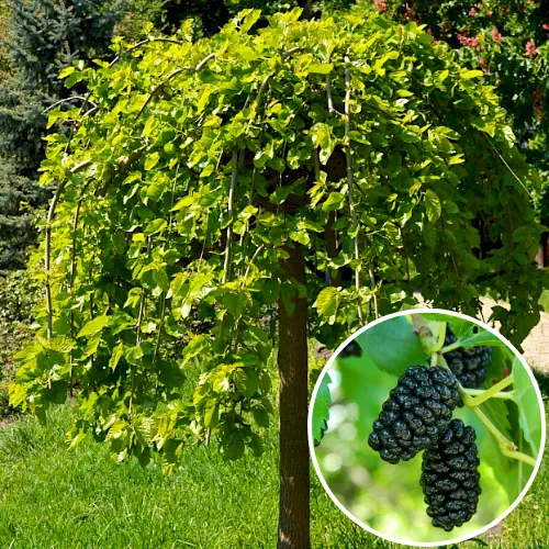 Новини Тернополя - фото з Топ-7 дерев, які не варто садити біля свого будинку Шовковиця на штамбі Пендула | САД ПОЛТАВИ