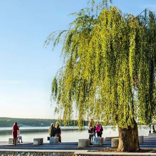 Новини Тернополя - фото з Топ-7 дерев, які не варто садити біля свого будинку Немає опису світлини.