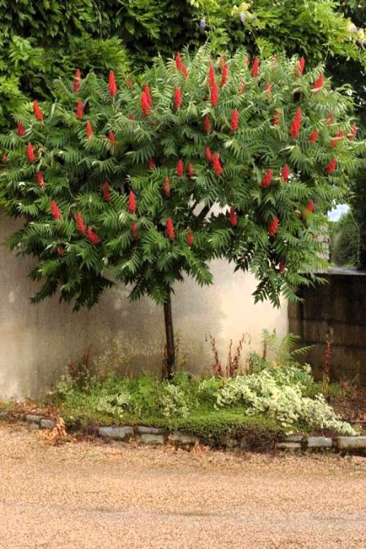 Новини Тернополя - фото з Топ-7 дерев, які не варто садити біля свого будинку Сумах пухнастий оленерогий Оцтове дерево, Rhus typhina фото купити Київ  опис посадка догляд