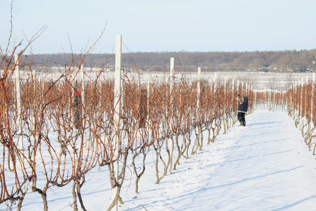 Гібридні сорти винограду стійкіші до кліматичних змін та хвороб