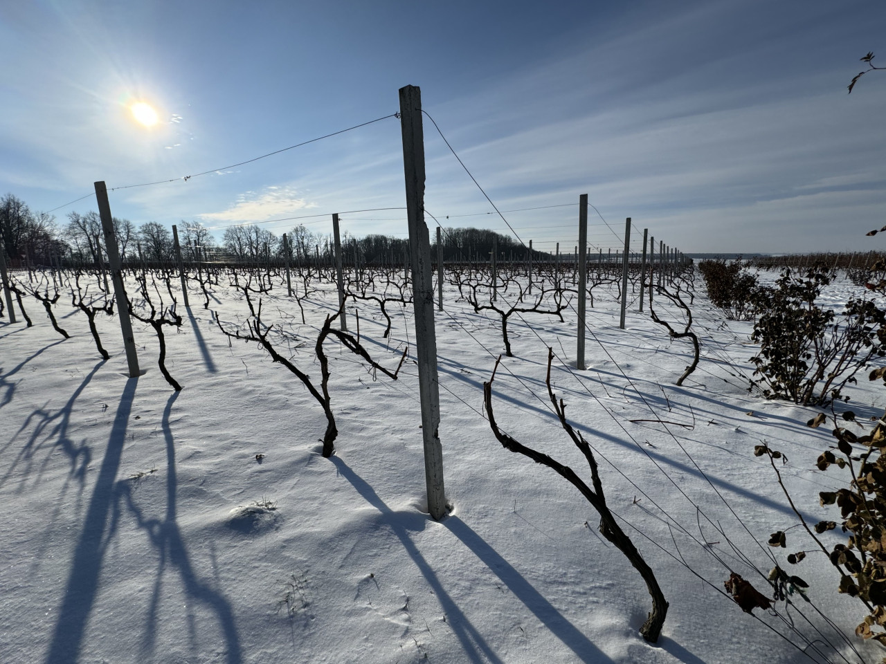 Зими на Тернопільщині стали теплішими, виноград більше не треба вкривати від морозу