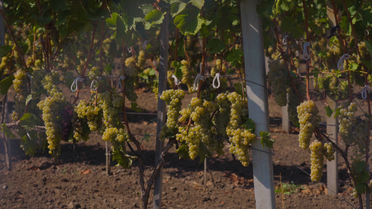 Виноградник влітку: під час війни лози почали підв’язувати резинками від шкарпеток замість пластику