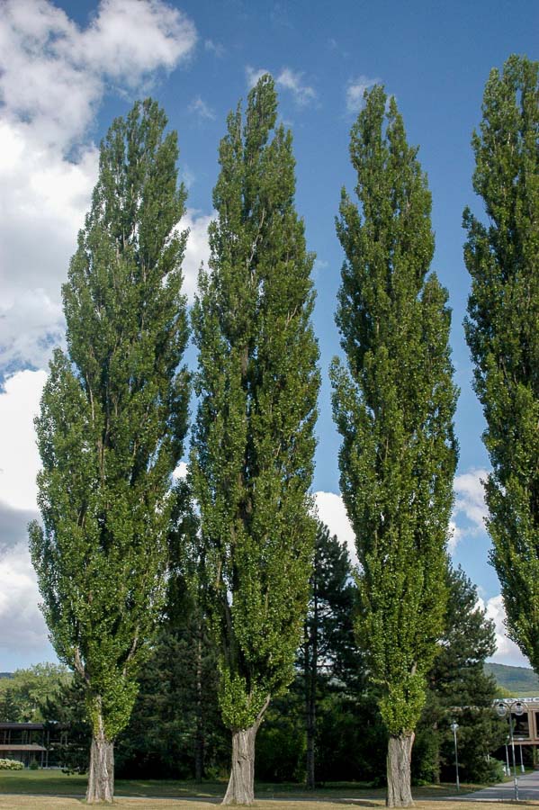 Новини Тернополя - фото з Топ-7 дерев, які не варто садити біля свого будинку Тополя чорна 'Italica' купити саджанці в Україні | Сад мрії
