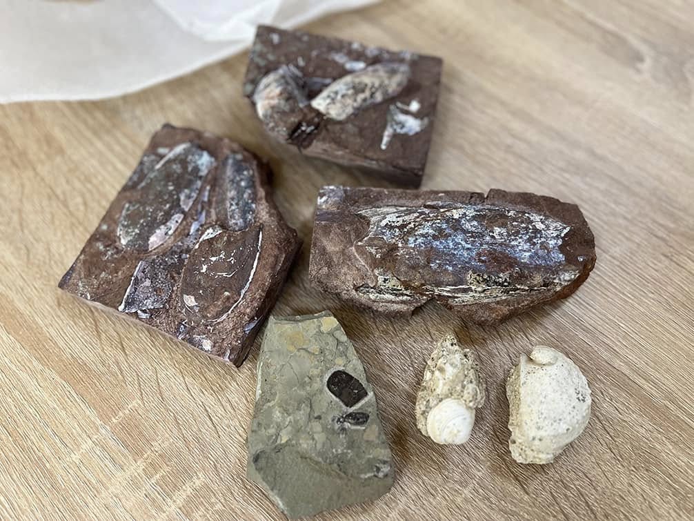 Новини Тернополя - фото з Тернополянин відсилав до Таїланду та США камені з відбитками древніх істот, яким 430 мільйонів років Немає опису світлини.