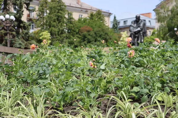 Новини Тернополя - фото з Понад 11 мільйонів планують витратити на догляд за насадженнями в Тернополі