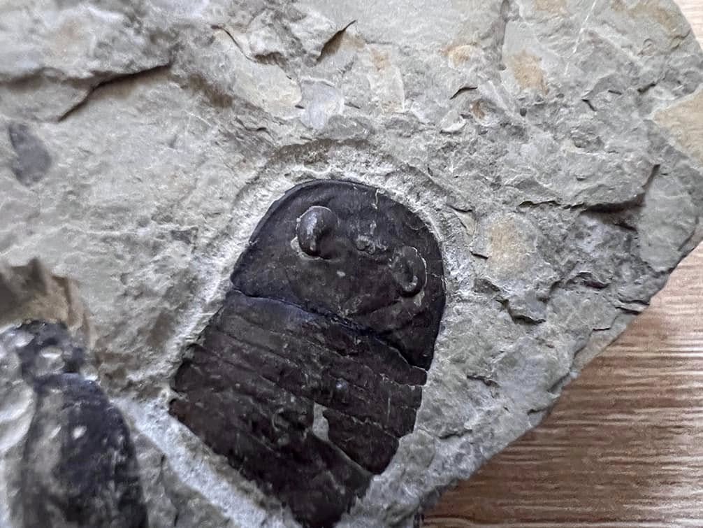 Новини Тернополя - фото з Тернополянин відсилав до Таїланду та США камені з відбитками древніх істот, яким 430 мільйонів років Немає опису світлини.