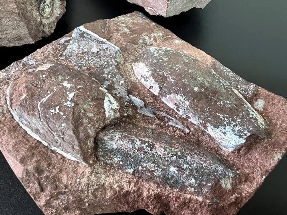 Новини Тернополя - фото з Тернополянин відсилав до Таїланду та США камені з відбитками древніх істот, яким 430 мільйонів років Немає опису світлини.