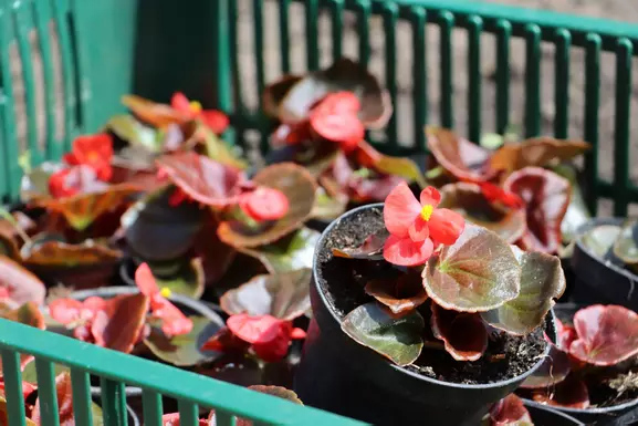 Новини Тернополя - фото з Понад 11 мільйонів планують витратити на догляд за насадженнями в Тернополі