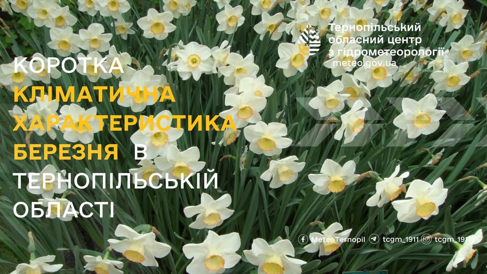 На зображенні може бути: квітка та текст