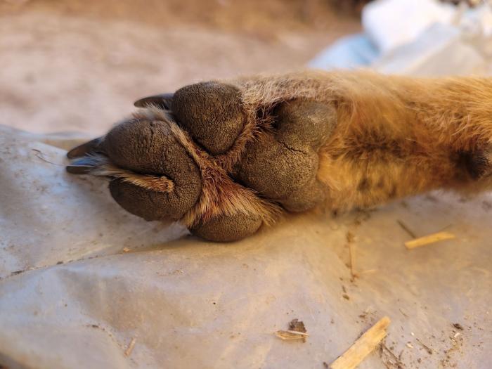 Новини Тернополя - фото з Шакал потрапив у браконьєрську пастку в заповіднику на Тернопільщині
