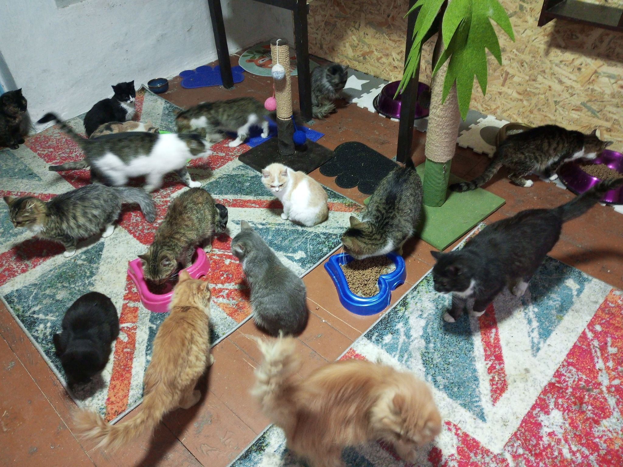 Новини Вінниці - фото з Скинулися і купили будинок для родини зоозахисників. Подружжя опікується понад сотнею тварин