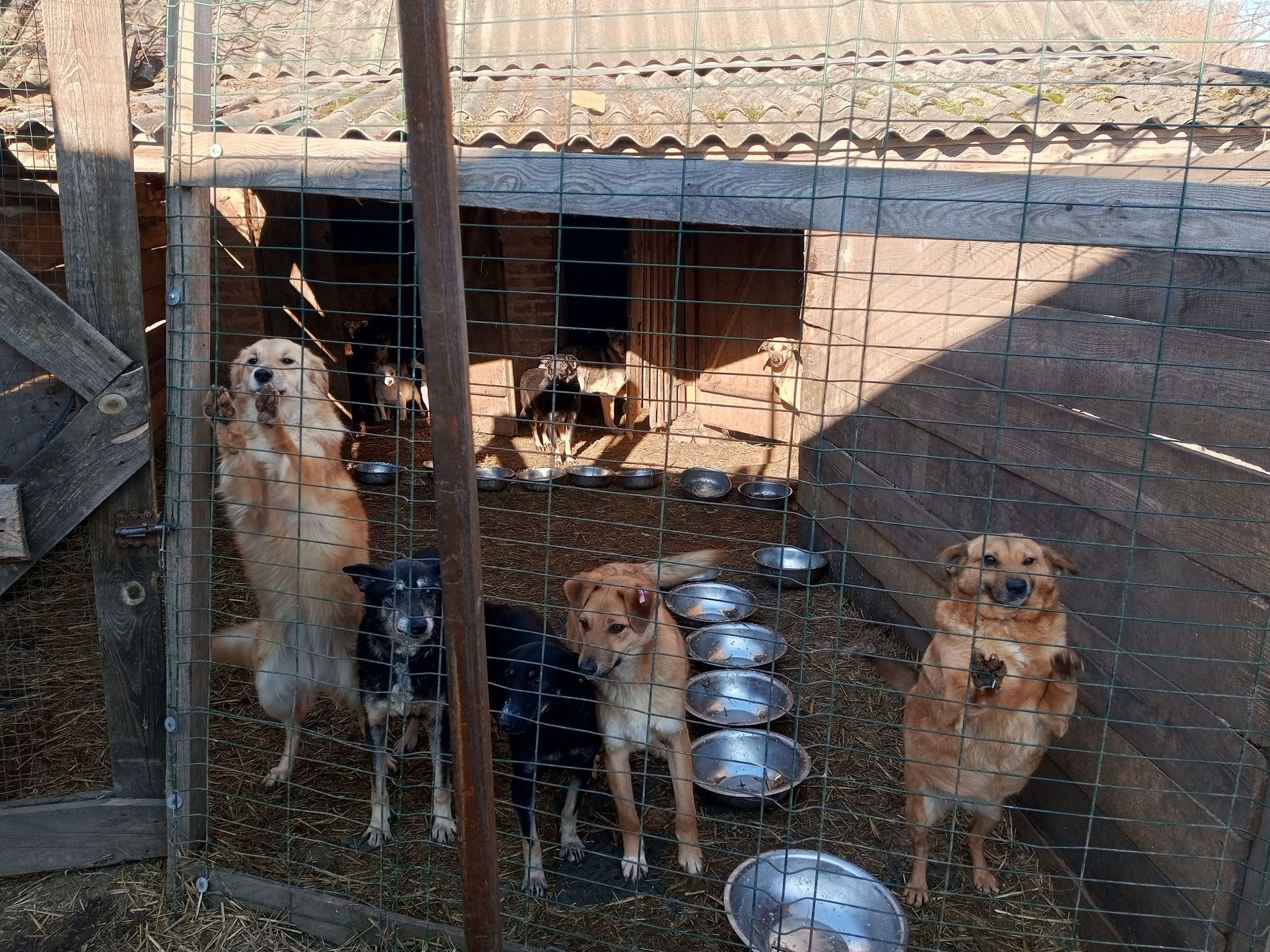 Новини Вінниці - фото з Скинулися і купили будинок для родини зоозахисників. Подружжя опікується понад сотнею тварин