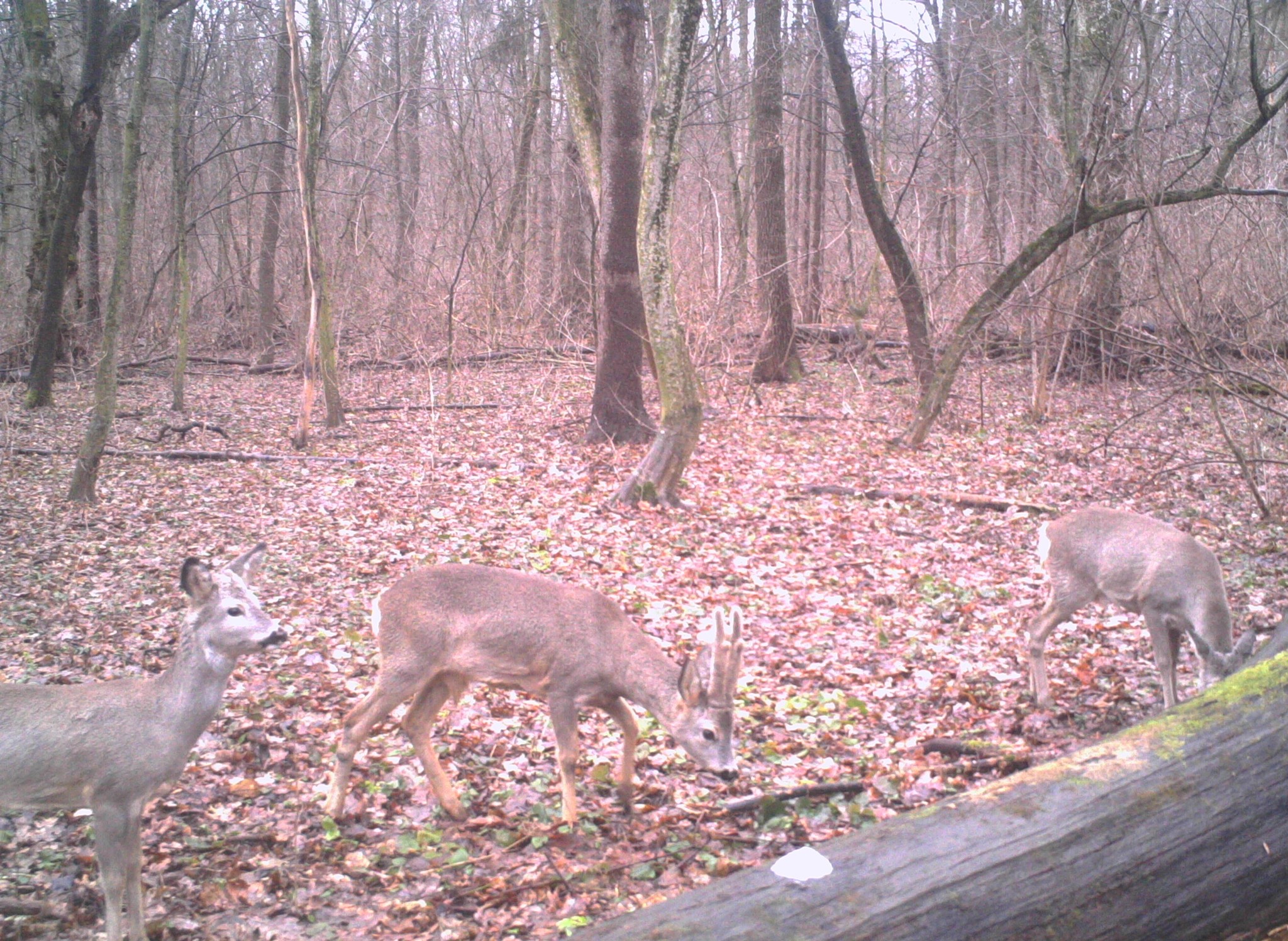 На зображенні може бути: олень