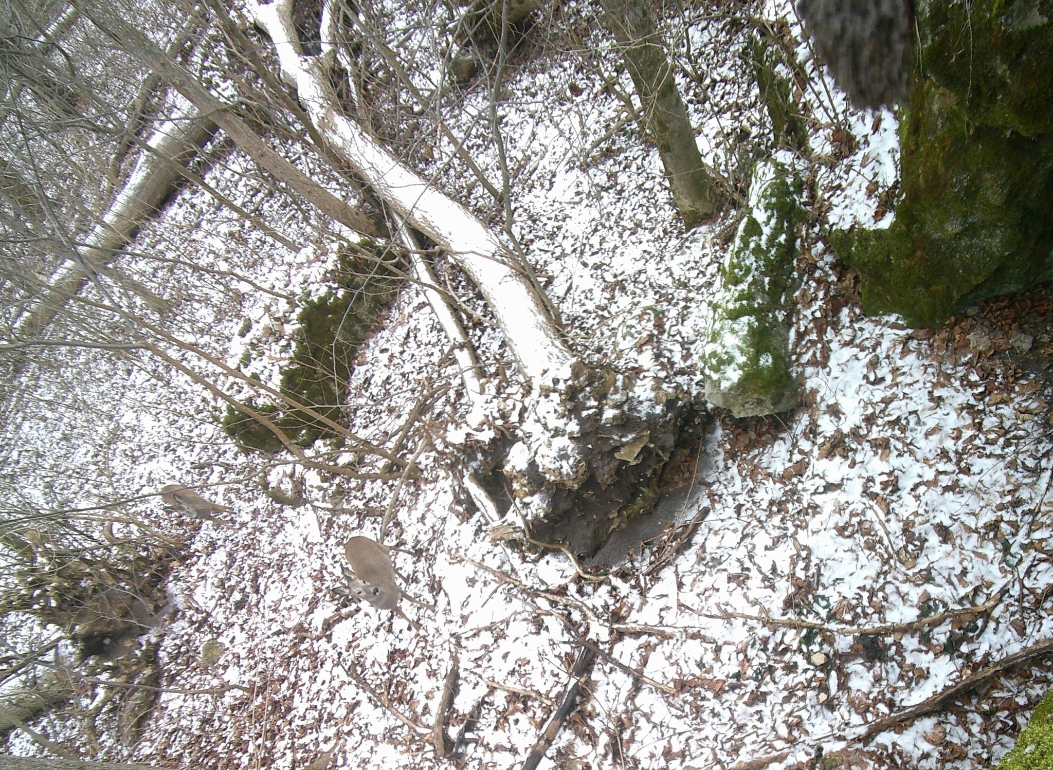 На зображенні може бути: дерево