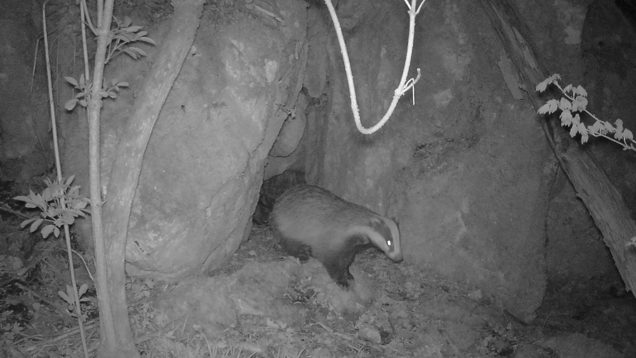 На зображенні може бути: лісова куниця