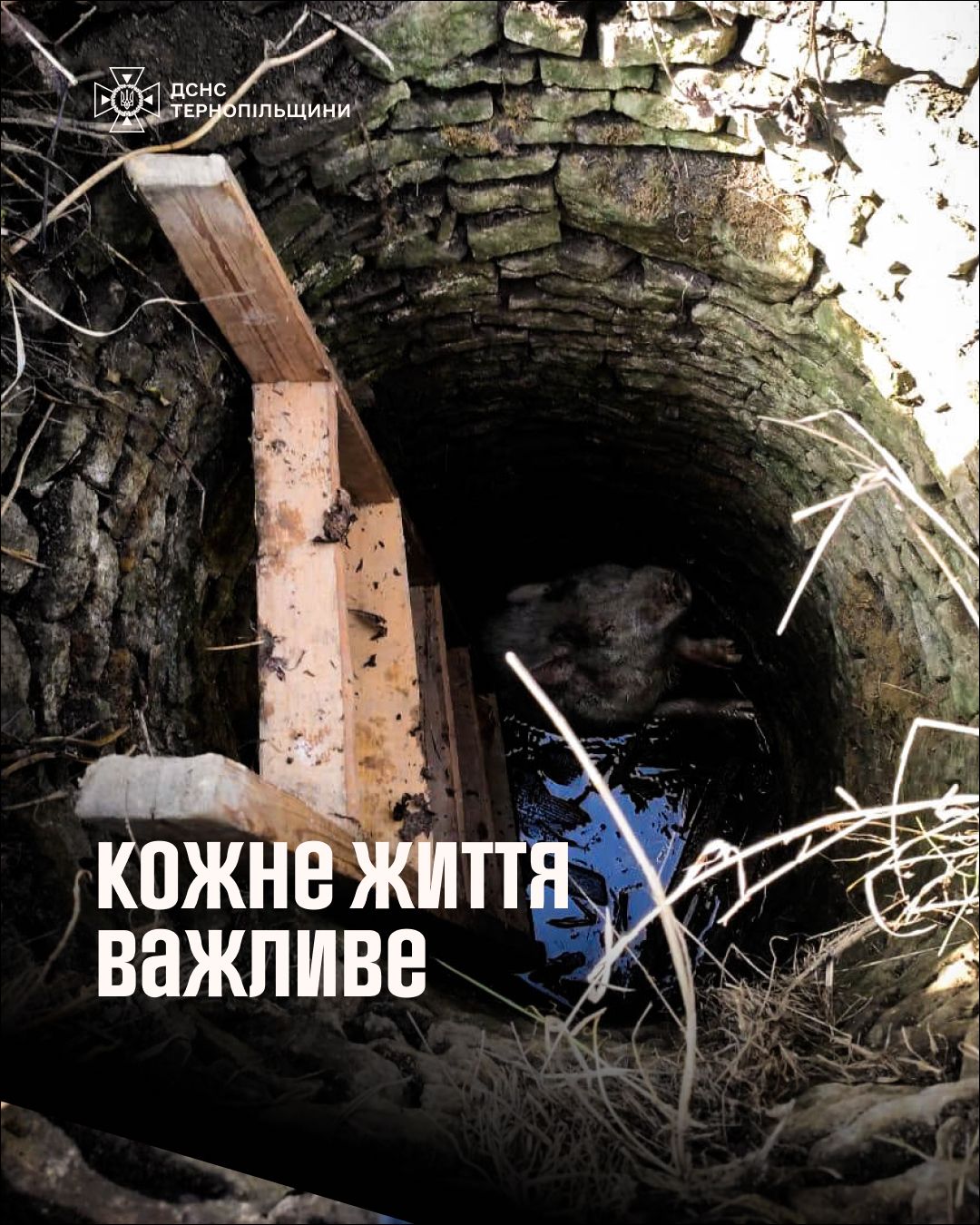 Новини Тернополя - фото з На Тернопільщині врятували свиню, яка впала в колодязь