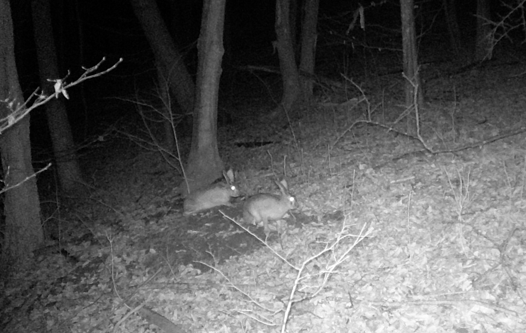 На зображенні може бути: олень та лісова куниця