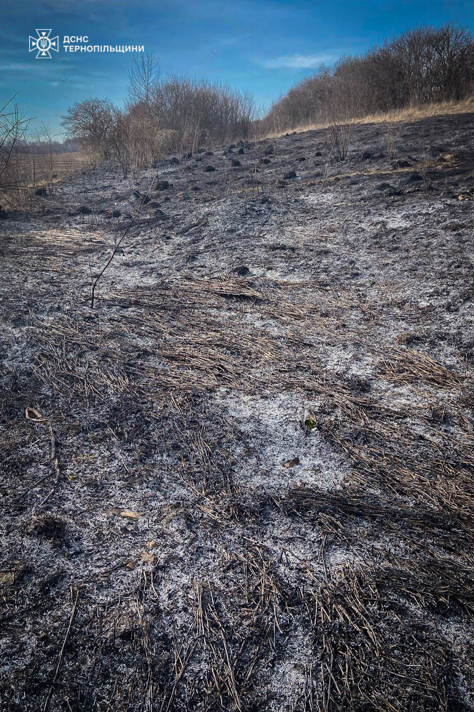 На зображенні може бути: трава