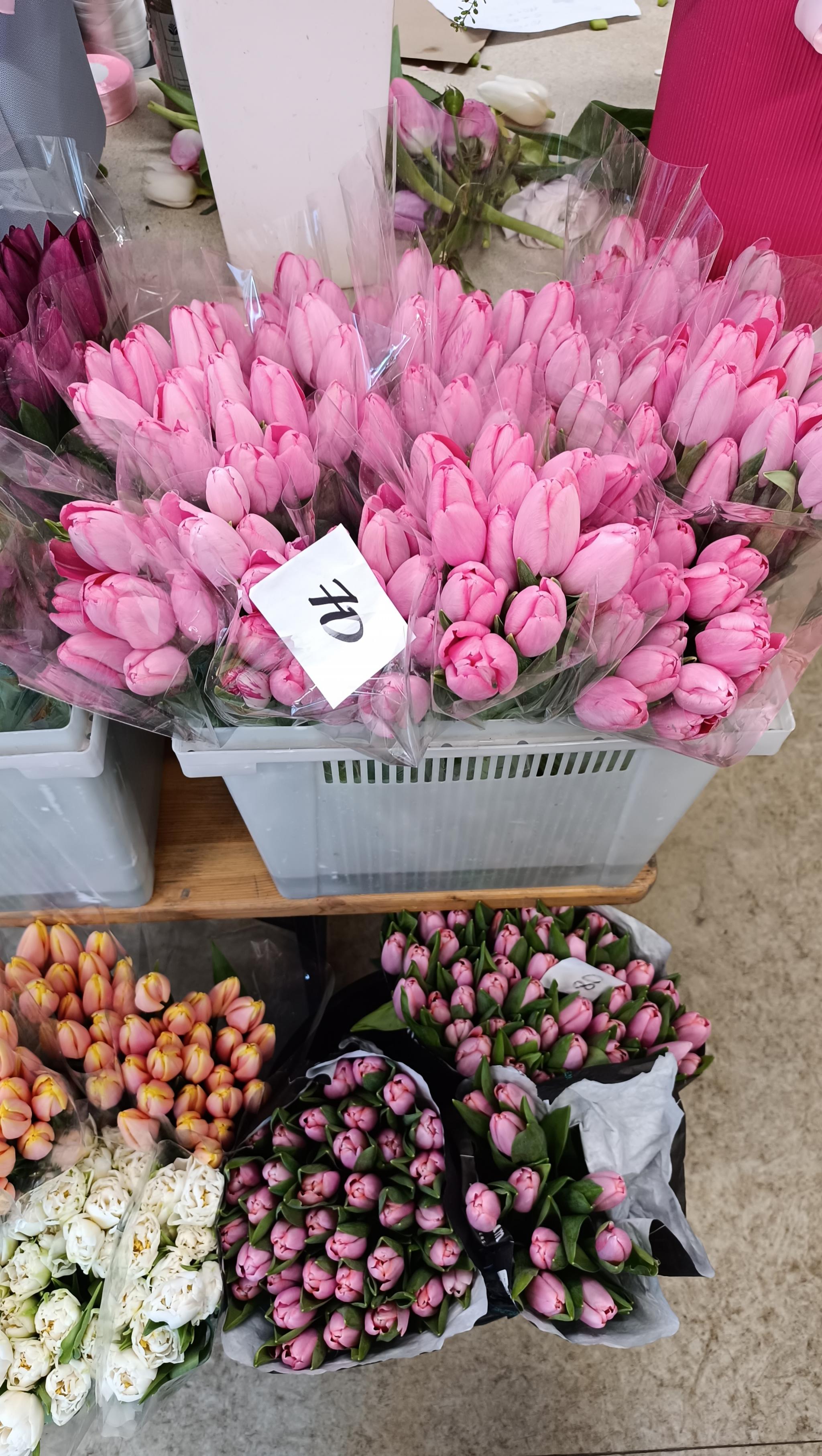 Новини Тернополя - фото з Тернопіль заполонили тюльпани: продають від 40 до 70 за квітку