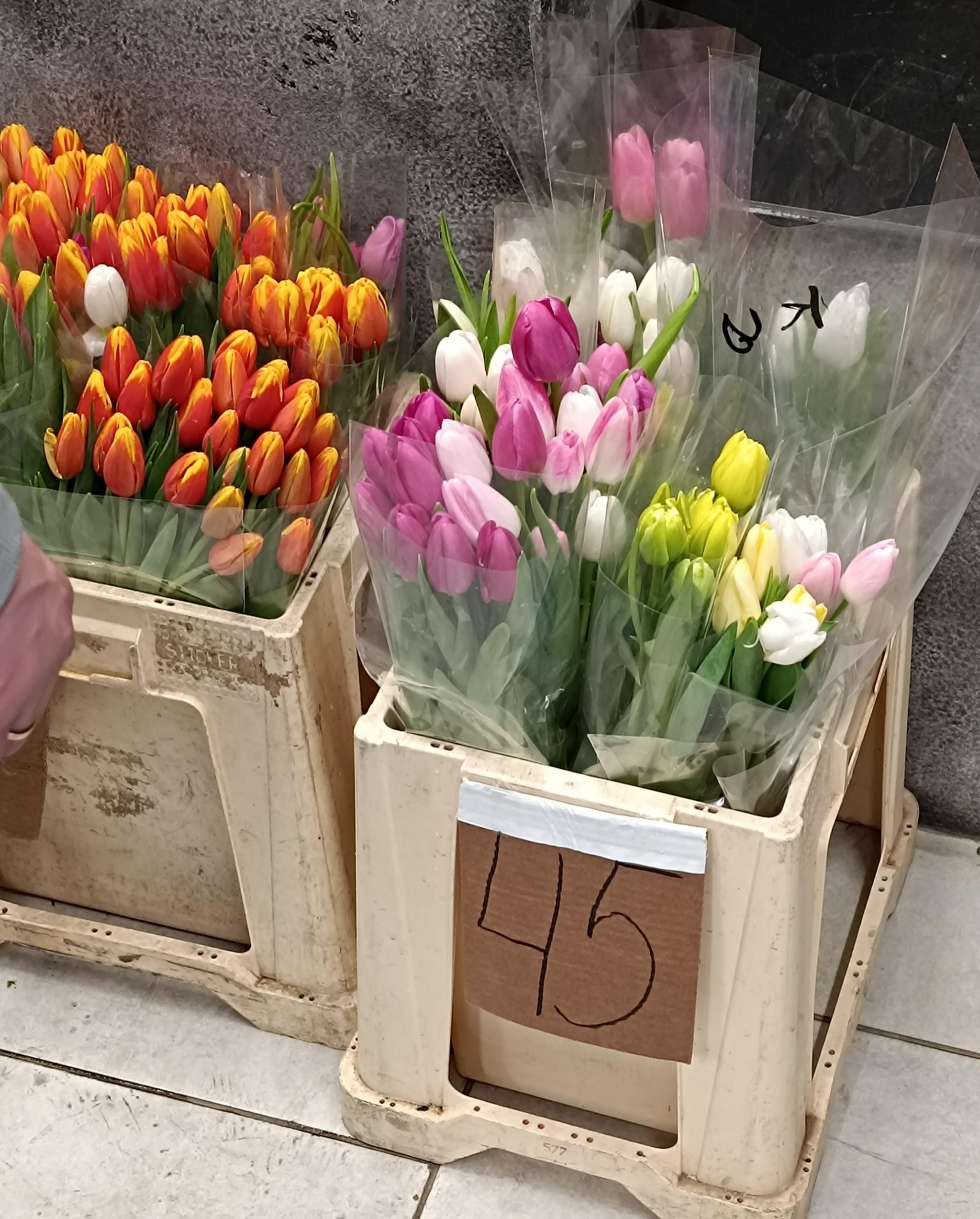 Новини Тернополя - фото з Тернопіль заполонили тюльпани: продають від 40 до 70 за квітку