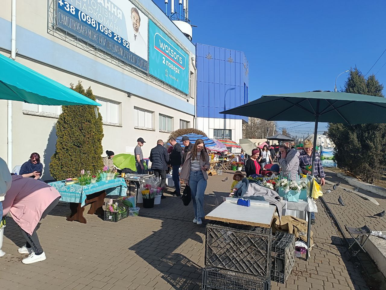 Новини Вінниці - фото з Тюльпани на 8 березня: скільки цьогоріч коштують квіти у Вінниці?