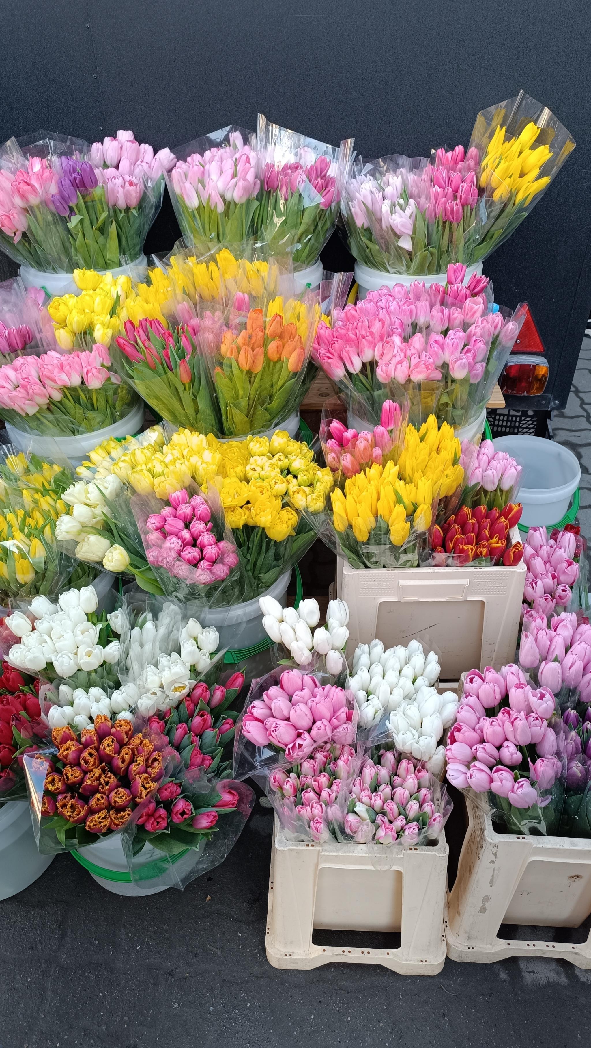 Новини Тернополя - фото з Тернопіль заполонили тюльпани: продають від 40 до 70 за квітку