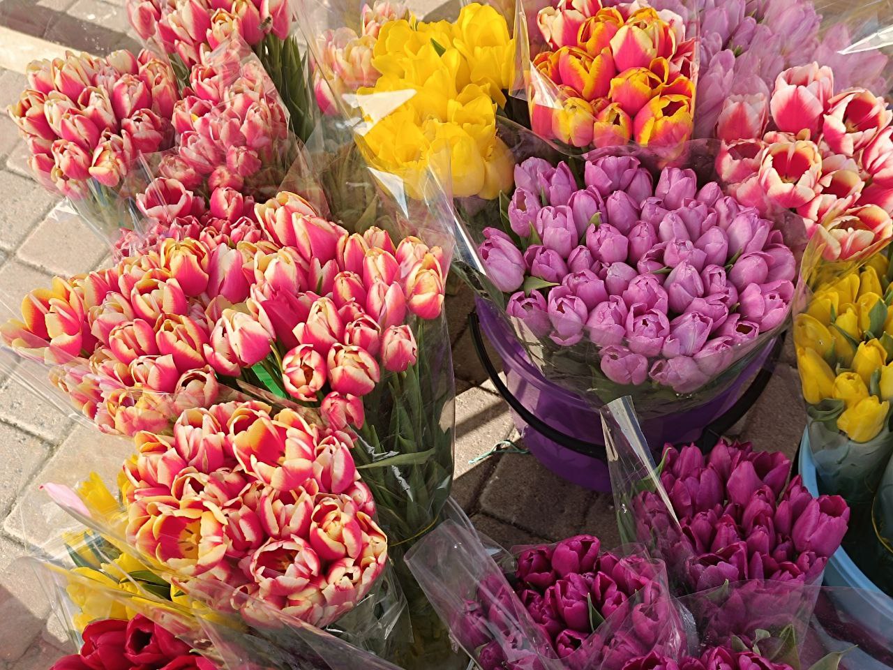 Новини Вінниці - фото з Тюльпани на 8 березня: скільки цьогоріч коштують квіти у Вінниці?