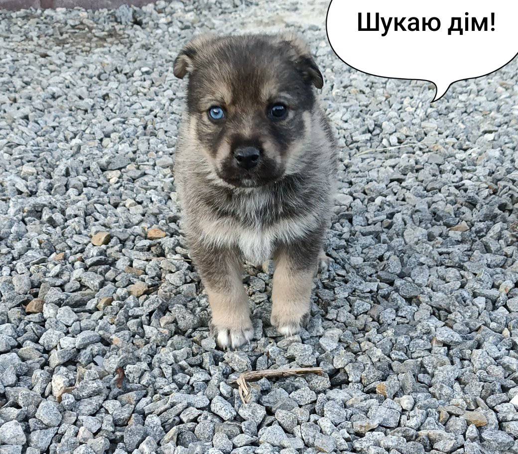 Новини Житомира - фото з Пухнастики шукають господарів: оголошення станом на 16 березня