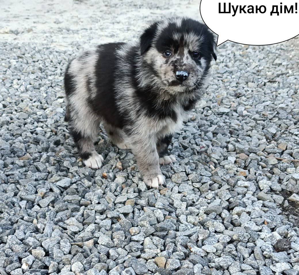 Новини Житомира - фото з Пухнастики шукають господарів: оголошення станом на 16 березня