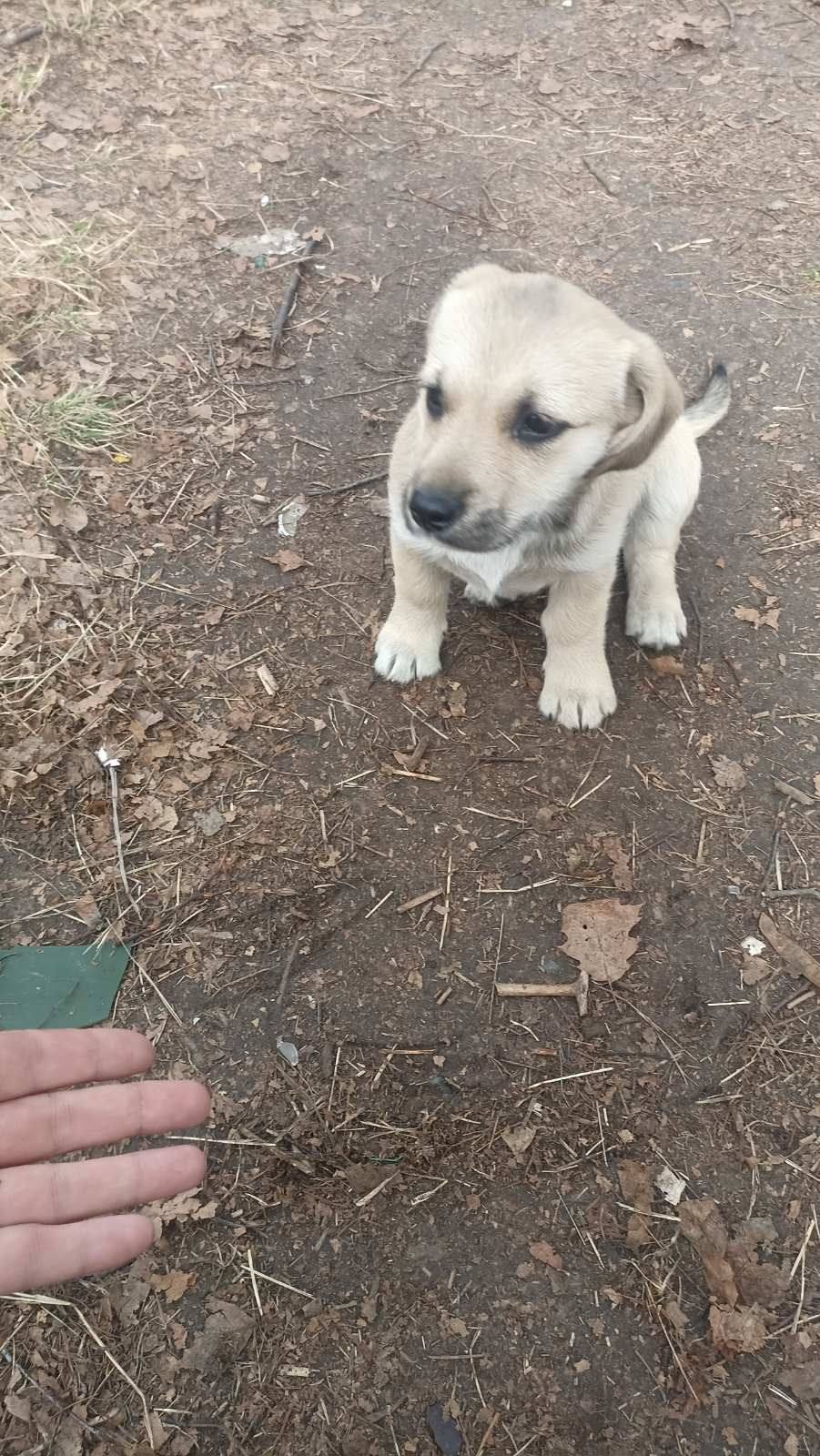 Новини Житомира - фото з Пухнастики шукають господарів: оголошення станом на 16 березня