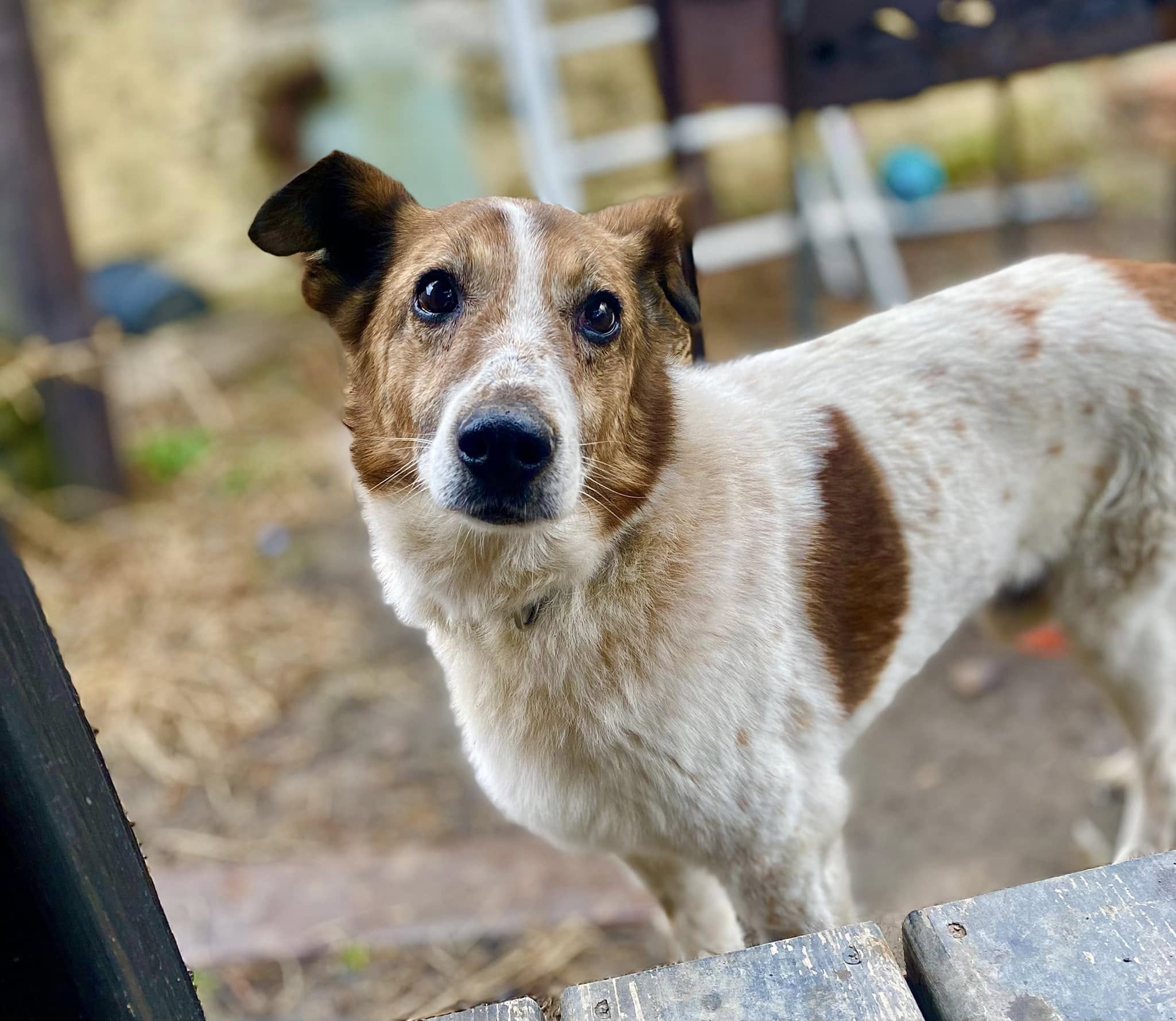 Новини Житомира - фото з Пухнастики шукають господарів: оголошення станом на 16 березня
